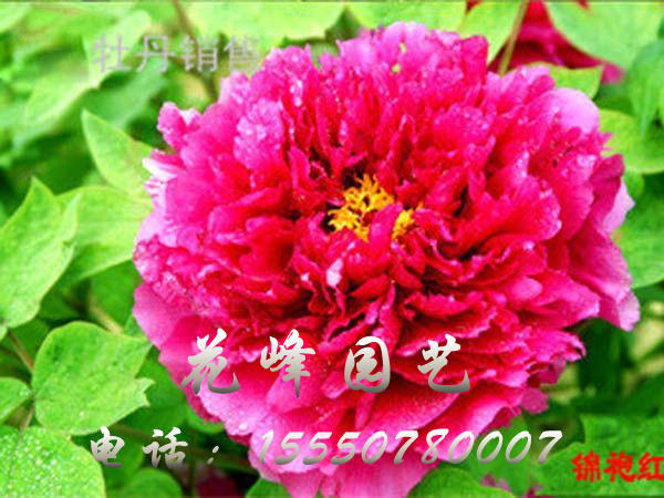 錦袍紅